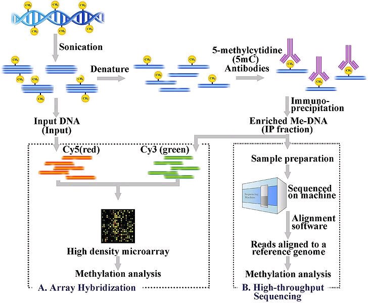 Protocol for generating high-quality genome-scale DNA